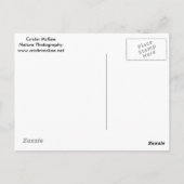 Schneeloparden, die im tiefen Schnee spazieren Postkarte (Rückseite)