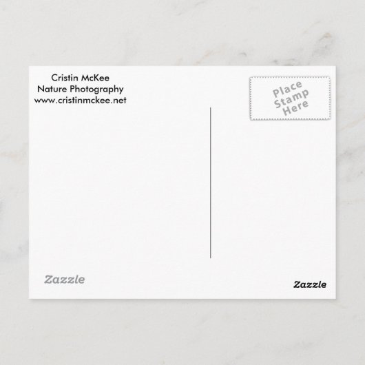 Schneeloparden, die im tiefen Schnee spazieren Postkarte (Rückseite)