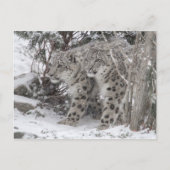 Schneeloparden, die im tiefen Schnee spazieren Postkarte (Vorderseite)