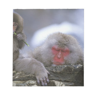 Schneemonter-Mutter & Kind, Jigokudani, Nagano, Notizblock