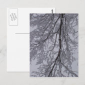 Schneemuster in den Bäumen Postkarte (Vorne/Hinten)
