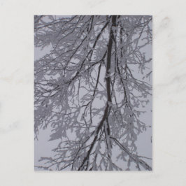Schneemuster in den Bäumen Postkarte