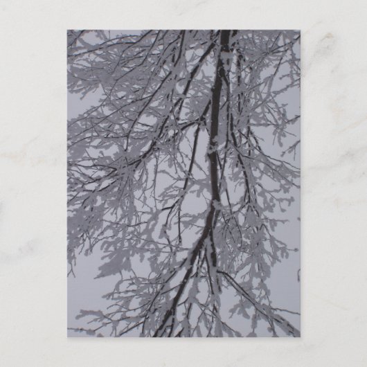 Schneemuster in den Bäumen Postkarte (Vorderseite)