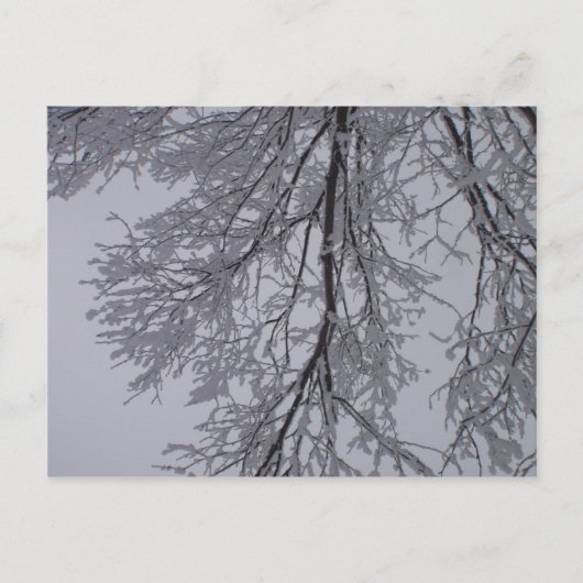 Schneemuster in den Bäumen Postkarte (Vorderseite)