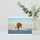 Schneepferd Postkarte (Stehend Vorderseite)