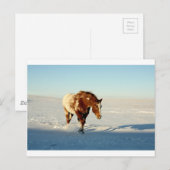 Schneepferd Postkarte (Vorne/Hinten)