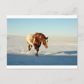 Schneepferd Postkarte