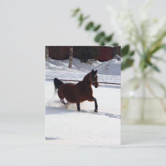 Schneepferd Postkarte (Stehend Vorderseite)