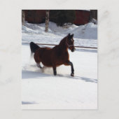 Schneepferd Postkarte (Vorderseite)