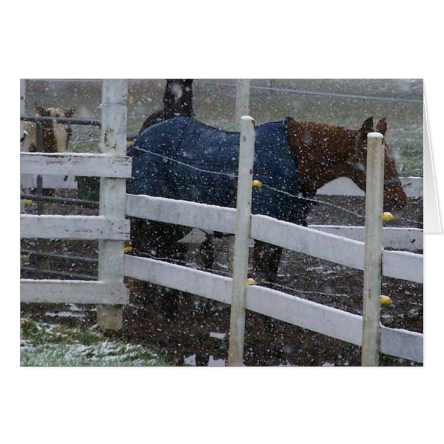 Schneepferde (Vorderseite (Horizontal))