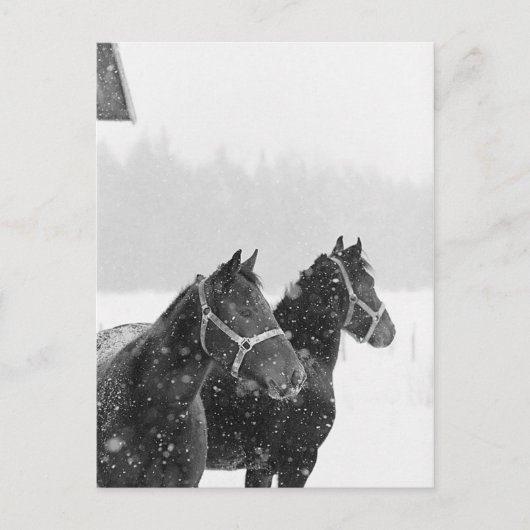 Schneepferde Postkarte (Vorderseite)