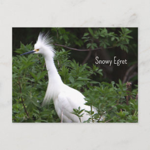 Schneereiher-Foto-Postkarte Postkarte