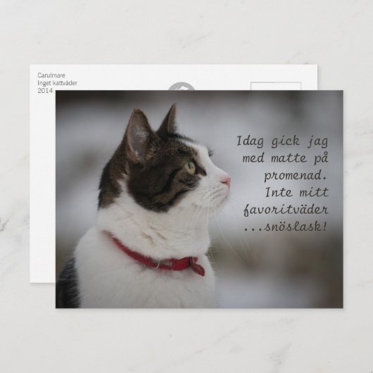 Schneeschlitten CC0381 Katzengedanken Postkarte (Vorne/Hinten)