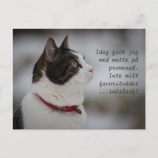 Schneeschlitten CC0381 Katzengedanken Postkarte (Vorderseite)