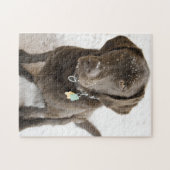 Schneeschokolade Labrador Fotografie Puzzle (Horizontal)