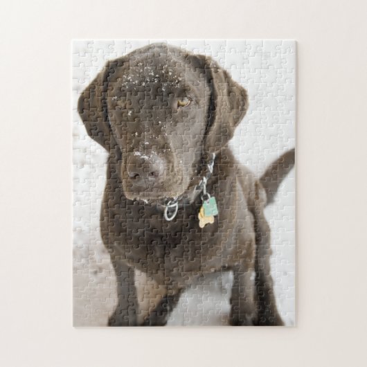 Schneeschokolade Labrador Fotografie Puzzle (Vertikal)