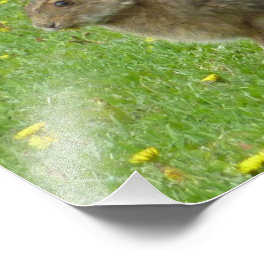 Schneeschuh-Hare-Lüstern Fotodruck (Ecke)