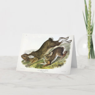 Schneeschuh Hare, Sommer (Northern Hare) von Audub Karte