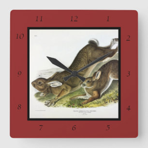 Schneeschuh Hare, Sommer (Northern Hare) von Audub Quadratische Wanduhr