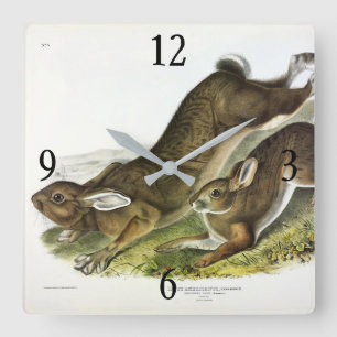 Schneeschuh Hare, Sommer (Northern Hare) von Audub Quadratische Wanduhr