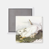 Schneeschuh Hare, Winter (Northern Hare) von Audub Magnet (Vorderseite/Rückseite)