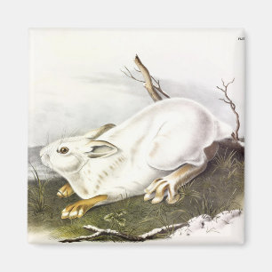Schneeschuh Hare, Winter (Northern Hare) von Audub Magnet