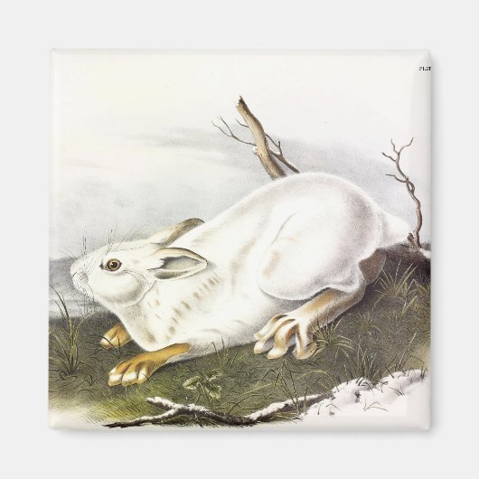 Schneeschuh Hare, Winter (Northern Hare) von Audub Magnet (Vorne)