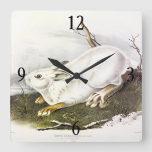 Schneeschuh Hare, Winter (Northern Hare) von Audub Quadratische Wanduhr