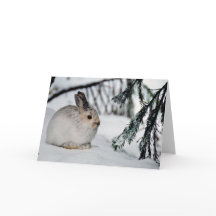 Schneeschuh Hare Winter Schnee Natur Szene