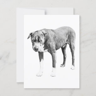 Schneeschuhbulle Postkarte