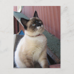 Schneeschuhe befördern postkarte