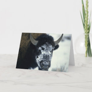 Schneeverdecktes Buffalo Karte