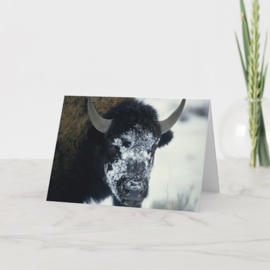 Schneeverdecktes Buffalo Karte (Vorderseite)