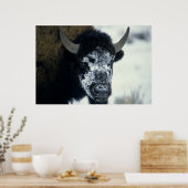 Schneeverdecktes Buffalo Poster (Küche)