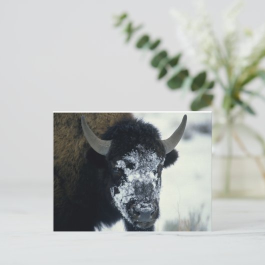 Schneeverdecktes Buffalo Postkarte (Stehend Vorderseite)