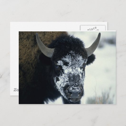 Schneeverdecktes Buffalo Postkarte (Vorne/Hinten)
