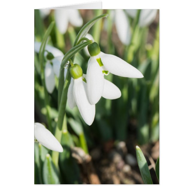 Schneeverfahren-Blume (Vorne)