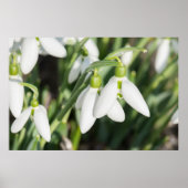 Schneeverfahren-Blume Poster (Vorne)
