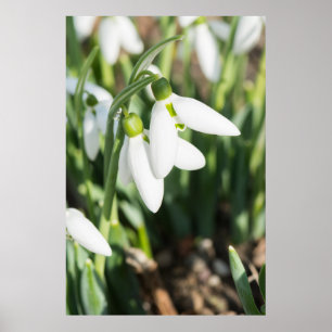 Schneeverfahren-Blume Poster
