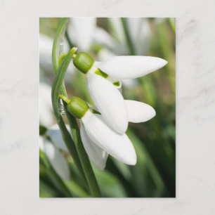 Schneeverfahren-Blume Postkarte