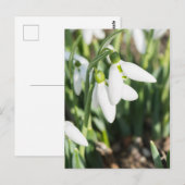 Schneeverfahren-Blume Postkarte (Vorne/Hinten)