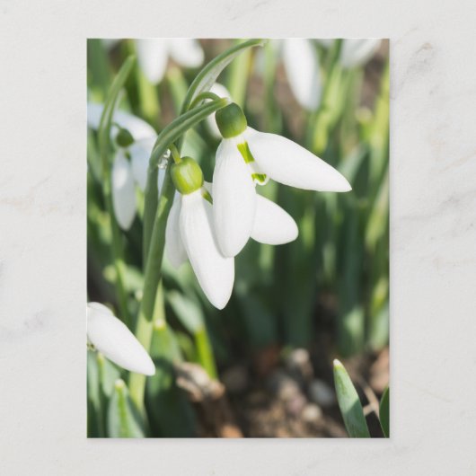 Schneeverfahren-Blume Postkarte (Vorderseite)