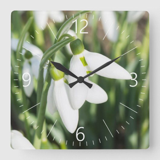 Schneeverfahren-Blume Quadratische Wanduhr (Vorderseite)