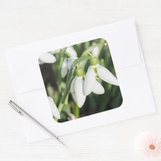 Schneeverfahren-Blume Quadratischer Aufkleber (Umschlag)