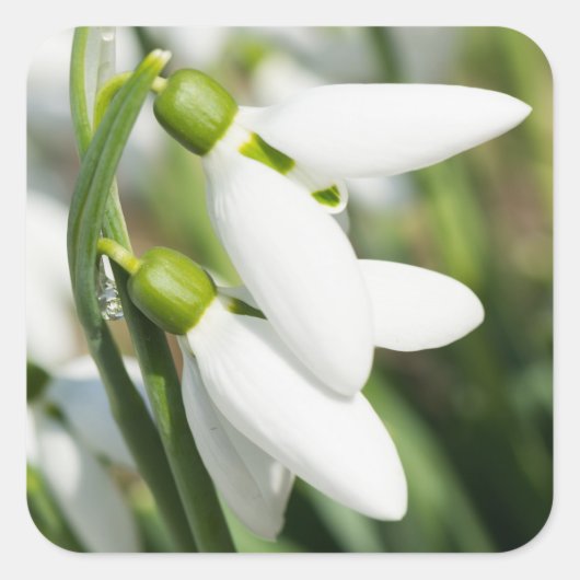 Schneeverfahren-Blume Quadratischer Aufkleber (Vorderseite)