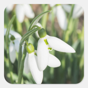 Schneeverfahren-Blume Quadratischer Aufkleber