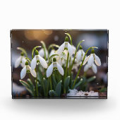 Schneeverfahren Fotoblock (Vorderseite)
