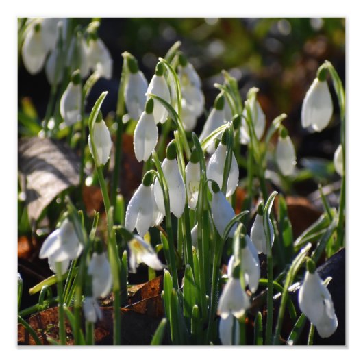 Schneeverfahren Fotodruck (Vorne)