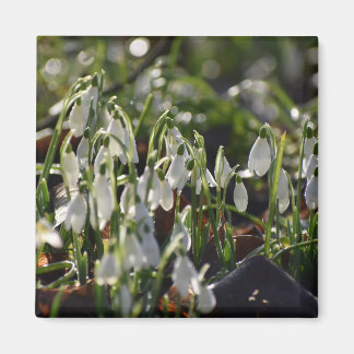 Schneeverfahren Magnet