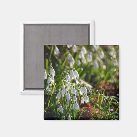 Schneeverfahren Magnet (Vorderseite/Rückseite)